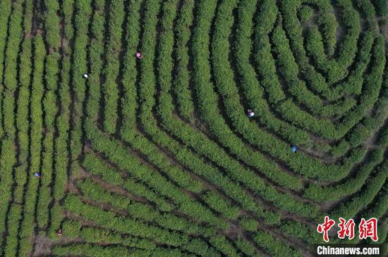 貴州丹寨：12萬畝春茶開采