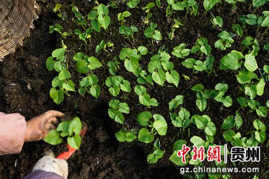 3月14日，汇川区团泽镇三联村农户在田间移栽的豆苗。