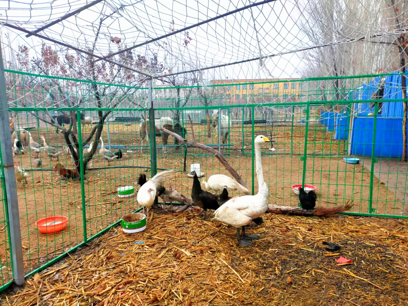 新疆精河縣成功救助國家二級重點保護野生動物大天鵝