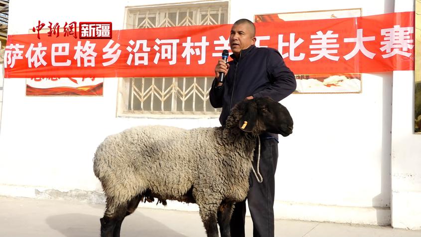 新疆墨玉县举办首届“羊先生选美大赛”