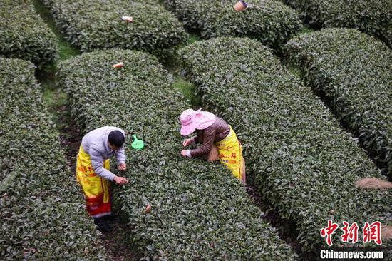 3月17日，茶农在贵州凤冈永安镇的茶园采摘春茶。　瞿宏伦 摄