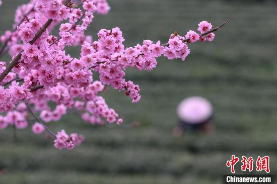 3月17日，茶农在贵州凤冈永安镇的茶园采摘春茶。　瞿宏伦 摄