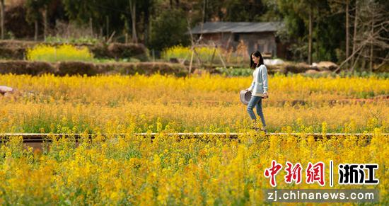 女人在油菜花田边散步 王健供图