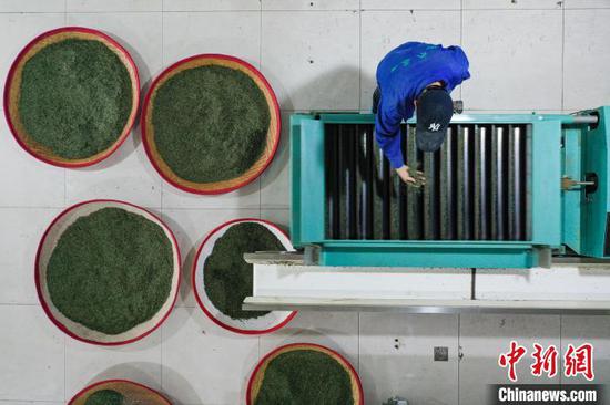 3月17日，航拍工人在贵州凤冈永安镇一家茶企车间加工春茶。　瞿宏伦 摄