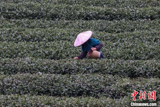 3月17日，茶农在贵州凤冈永安镇的茶园采摘春茶。　瞿宏伦 摄