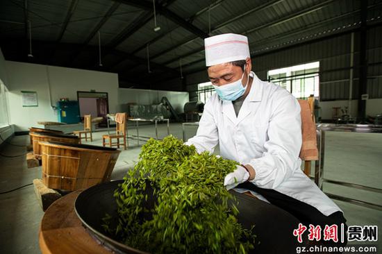 3月15日，贵州省黔西市中坪镇茶叶加工作坊，农民手工制作茶叶。