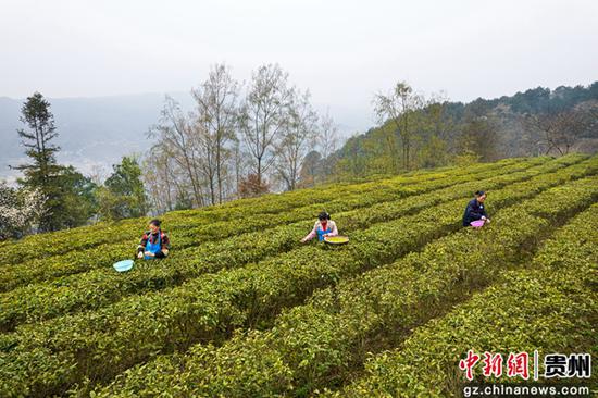 3月15日，贵州省黔西市中坪镇农民忙着采摘春茶（无人机照片）。