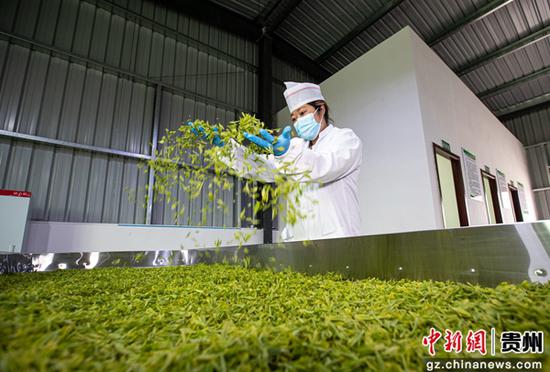 3月15日，贵州省黔西市中坪镇茶叶加工作坊，农民对采收的茶叶进行萎凋处理。