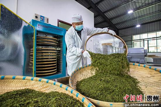 3月15日，贵州省黔西市中坪镇茶叶加工作坊，农民对茶叶进行烘焙。