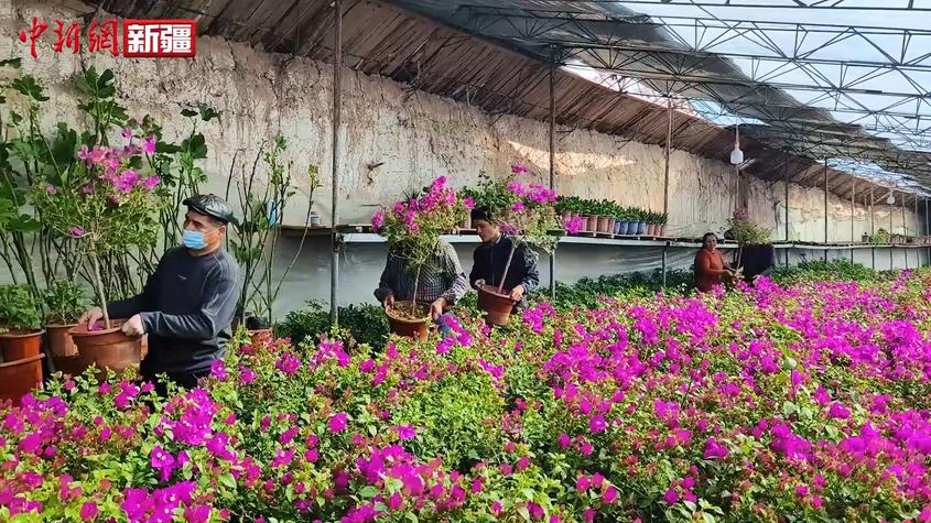 新疆喀什市：春意濃濃萬物長 花卉市場生意旺