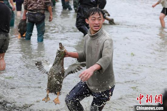 贵州剑河油菜花节举行抓鸭子比赛，一位游客在田里抓到一只鸭子。　刘梦 摄