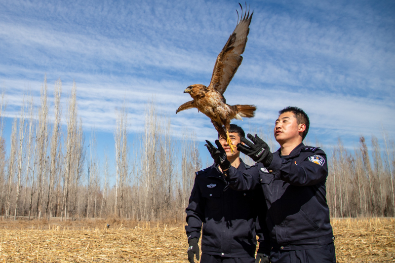 新疆博州：獵隼“迫降”派出所 民警照料數日放飛大自然