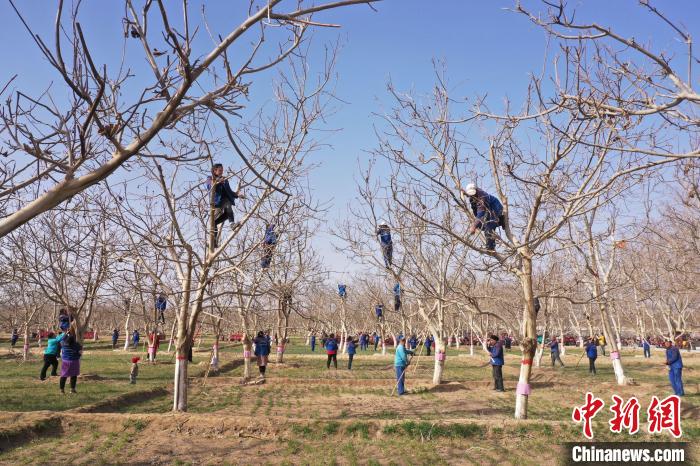 新疆墨玉農技人員對44萬余畝核桃進行春季管護