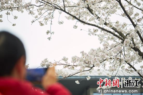 游客拍摄盛放的樱花。 徐梓齐（实习生） 摄