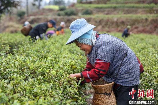 2023年3月21日，施秉县杨柳塘镇地坝村村民在采摘春茶。　磨桂宾 摄