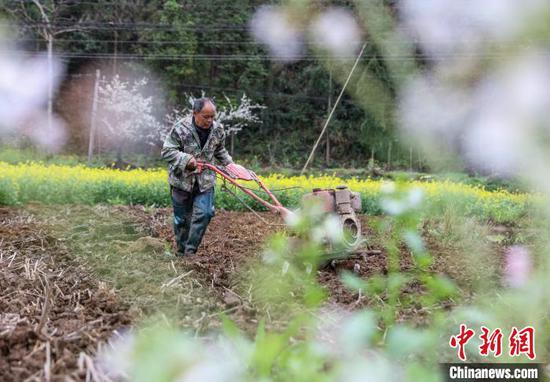 2023年3月21日，施秉县杨柳塘镇地坝村村民在用农机翻耕土地。　磨桂宾 摄