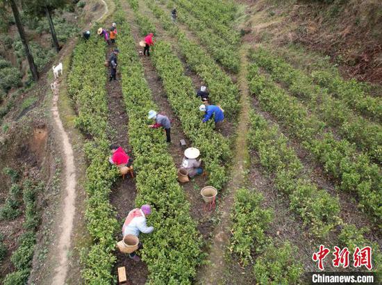 2023年3月21日，施秉县杨柳塘镇地坝村村民在采摘春茶。　磨桂宾 摄