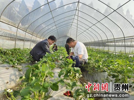 晴隆县农行工作人员在草莓种植基地与喻刚交流   袁堇峰 摄