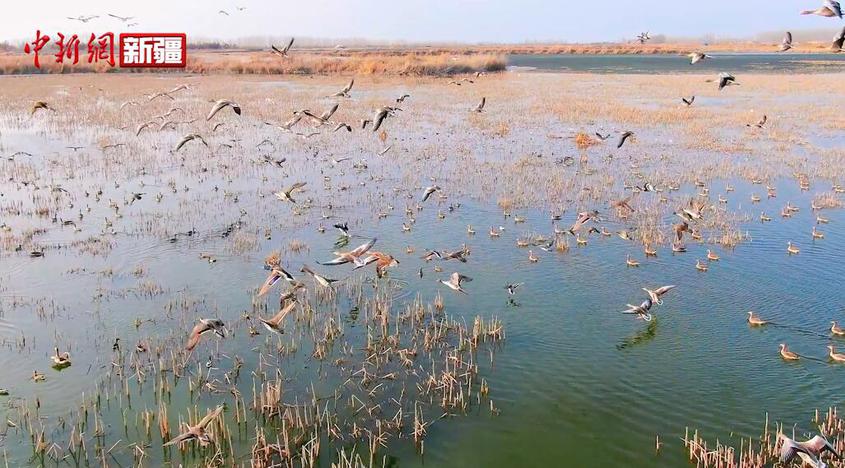新疆呼图壁：湿地生态美 水鸟来栖息