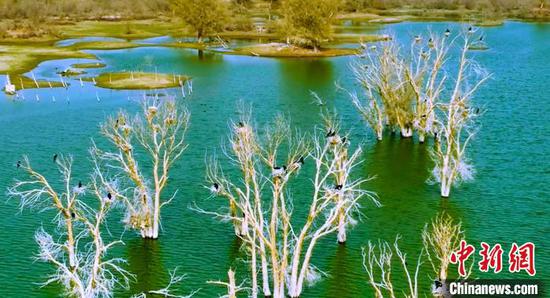 在新疆巴州轮台县境内的塔里木河下游两岸湿地，今年候鸟相比往年，提前近半个月抵达。　吐尔逊·吾斯曼 摄