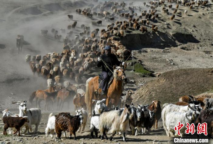 数字化如何助力新疆畜牧业解决融资难题？