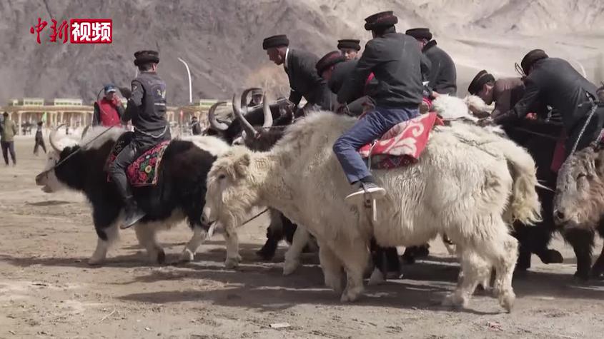 场面激烈！实拍新疆帕米尔高原牦牛叼羊赛