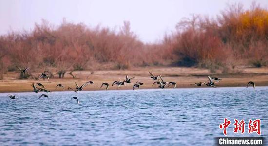 三月天气回暖，位于新疆巴州轮台县境内的塔里木河流域迎来大批候鸟。　胡飞祥 摄