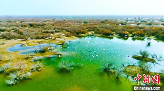 在新疆巴州轮台县境内的塔里木河下游两岸湿地，有的鸟儿成群飞过碧绿的湿地。　吐尔逊·吾斯曼 摄