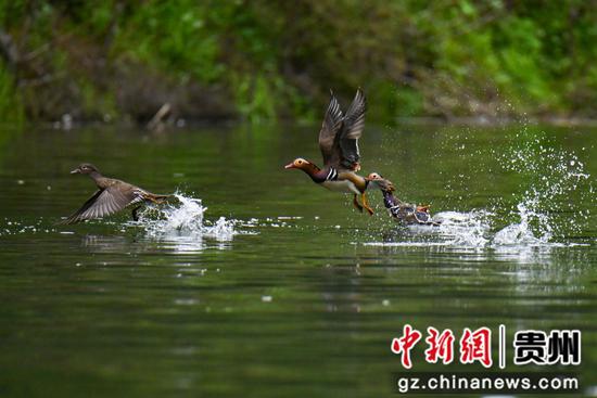 在贵州省铜仁市松桃苗族自治县世昌街道石花社区河段，鸳鸯在河面飞翔
