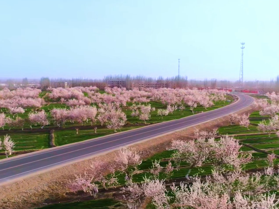 英吉沙县17万亩杏花开了