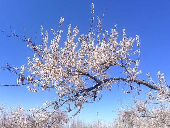 英吉沙县17万亩杏花开了