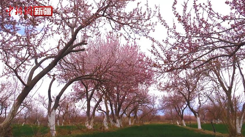 新疆英吉沙縣17萬畝杏花競相開放