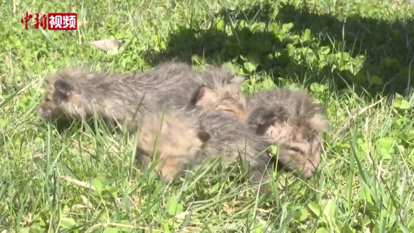 新疆霍尔果斯边境派出所救助5只幼赤狐