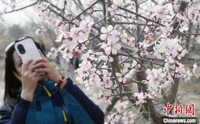 新疆英吉沙县17万亩杏花绽放 开启春季赏花游园季