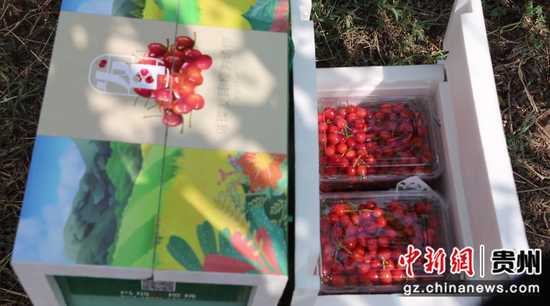 包装好的发耳玛瑙红樱桃。水城融媒供图