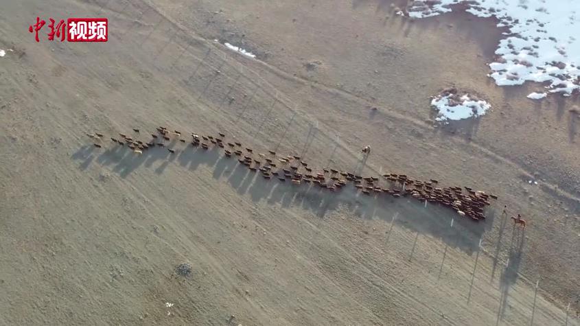 新疆：十多万牲畜踏上春季转场路