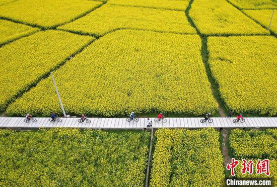 骑行爱好者在施秉县城关镇上翁哨村油菜花海中骑行。 磨桂宾 摄 骑行爱好者在施秉县城关镇上翁哨村油菜花海中骑行。 磨桂宾 摄