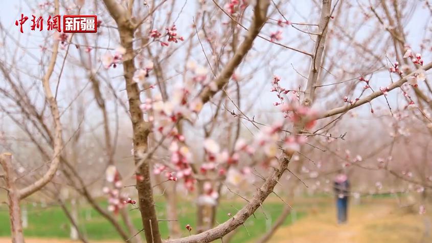 喀什市阿曼拉村 春來杏花開 美如水彩畫卷
