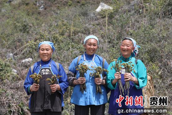 穆小珍和村民采到的新鲜蕨菜。田华华摄
