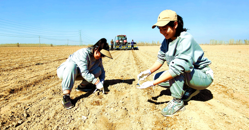 3月28日，在新疆伊犁哈薩克自治州察布查爾錫伯自治縣孫扎齊牛錄鎮阿帕爾村井灌區玉米種植地里，種植戶們正在查看種植質量。華巖明攝