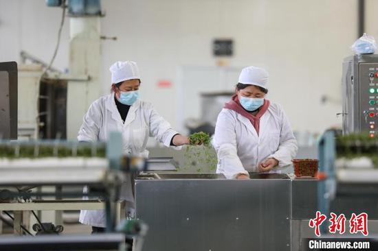 3月29日，两位工人在贵州凤冈土溪镇一家茶企车间加工明前茶。　瞿宏伦 摄