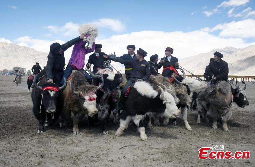 Tajik herdsmen ride yaks to catch a goat to greet the start of spring on the Pamir Plateau in Taxkorgan Tajik Autonomous County in Kashgar prefecture, northwest China's Xinjiang Uyghur Autonomous Region, March 21, 2023. (Photo: China News Service/Sun Tingwen)
