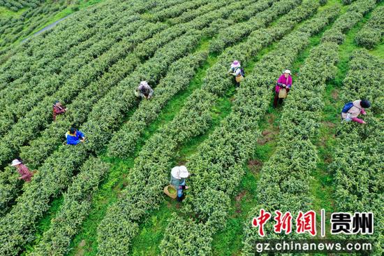 朱昌镇高寨村的贵州柏春神鹊茶场，采茶工们正采摘茶叶