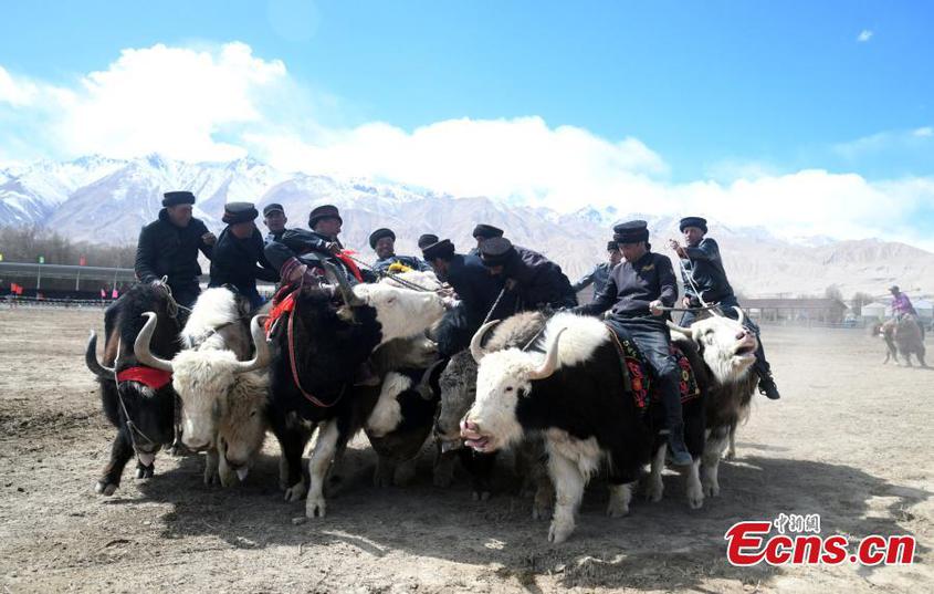 Yak Buzkashi game held in NW China's Xinjiang