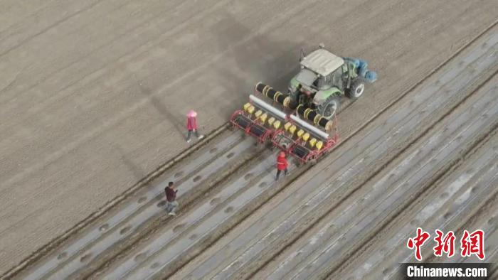 新疆沙雅縣160萬畝棉花開播 現代農機“唱主角”