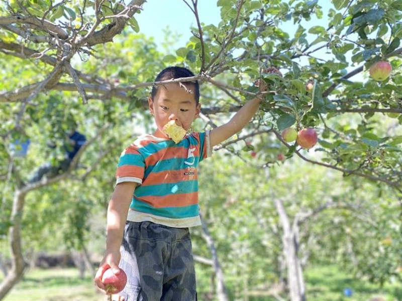 金秋，潘家臺(tái)子村的二秋子蘋果熟了。 呂師師 攝

