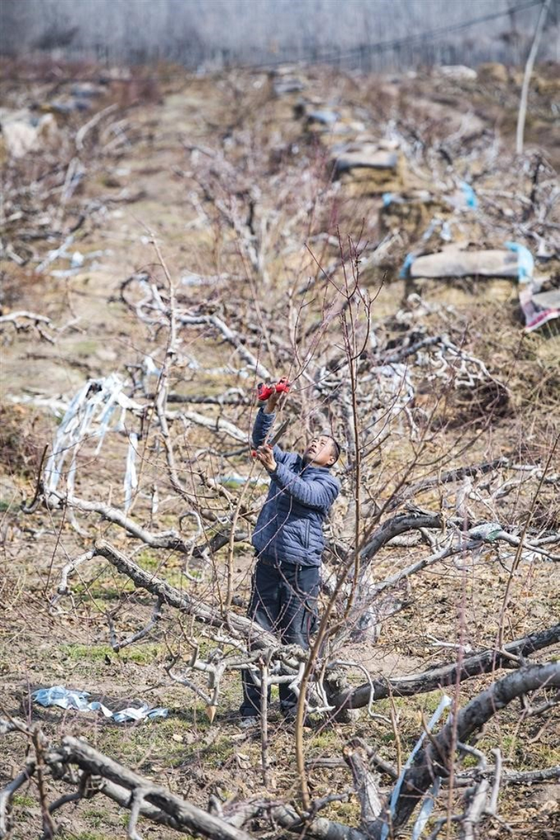 3月29日，昌吉市二六工镇红星村，农户在给桃树修枝。 何龙 摄

