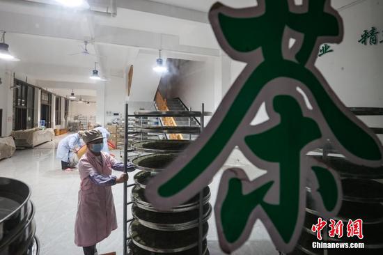 4月2日晚，贵定县云雾镇一家茶叶加工坊工人在整理提香后的“云雾贡茶”。