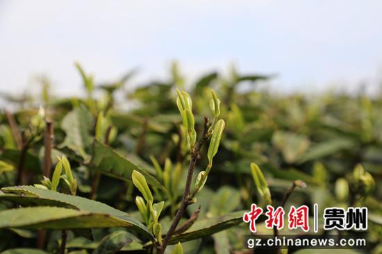 茶园里茶香四溢 。娄云霄摄