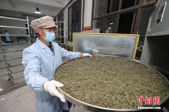 4月2日晚，贵定县云雾镇一家茶叶加工坊工人将“云雾贡茶”半成品放入提香设备。